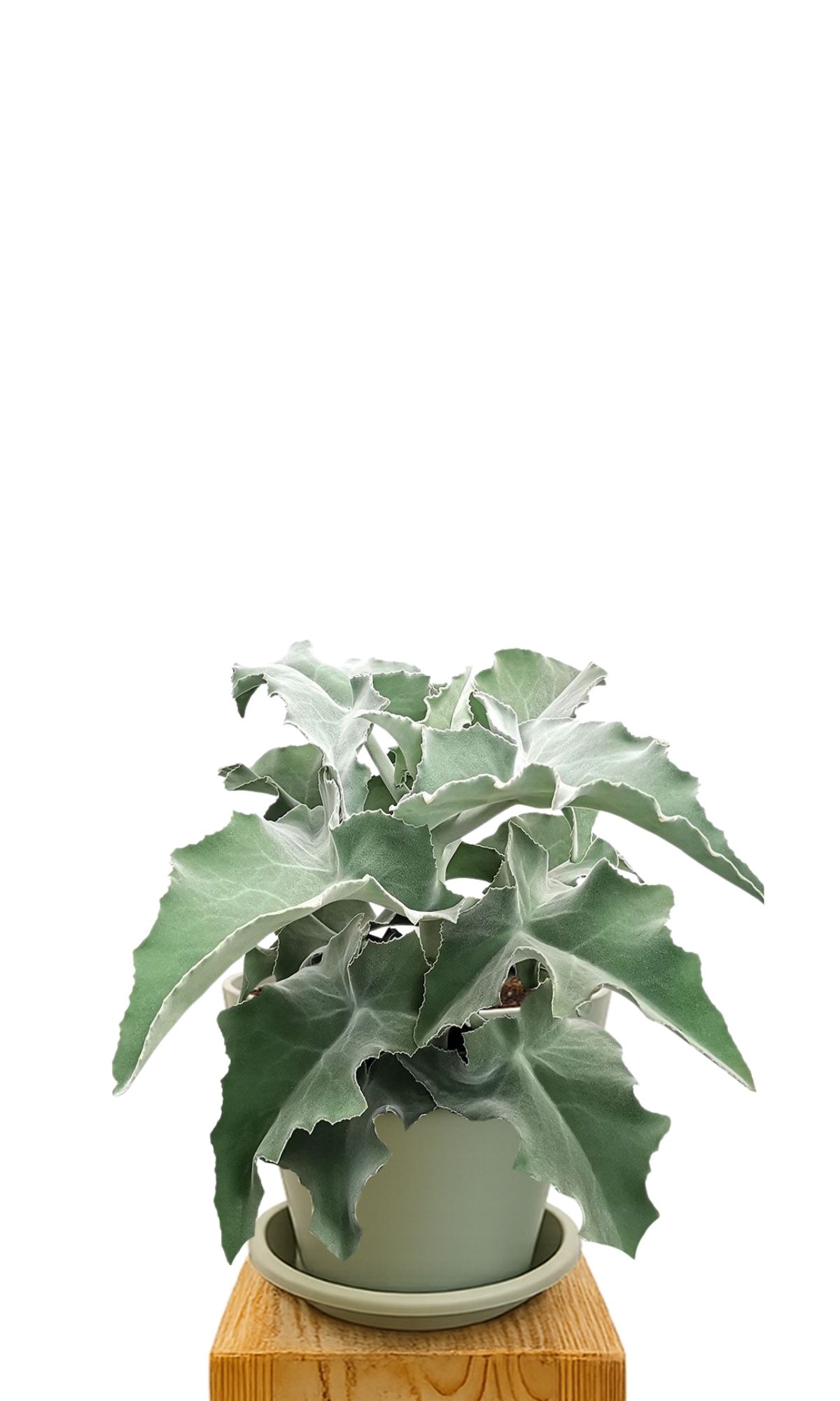 Plant kit 30 Green